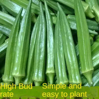 Yellow Okra Seeds Red Okra Seeds Nutritious Vegetable Seeds Balcony Garden All Seasons