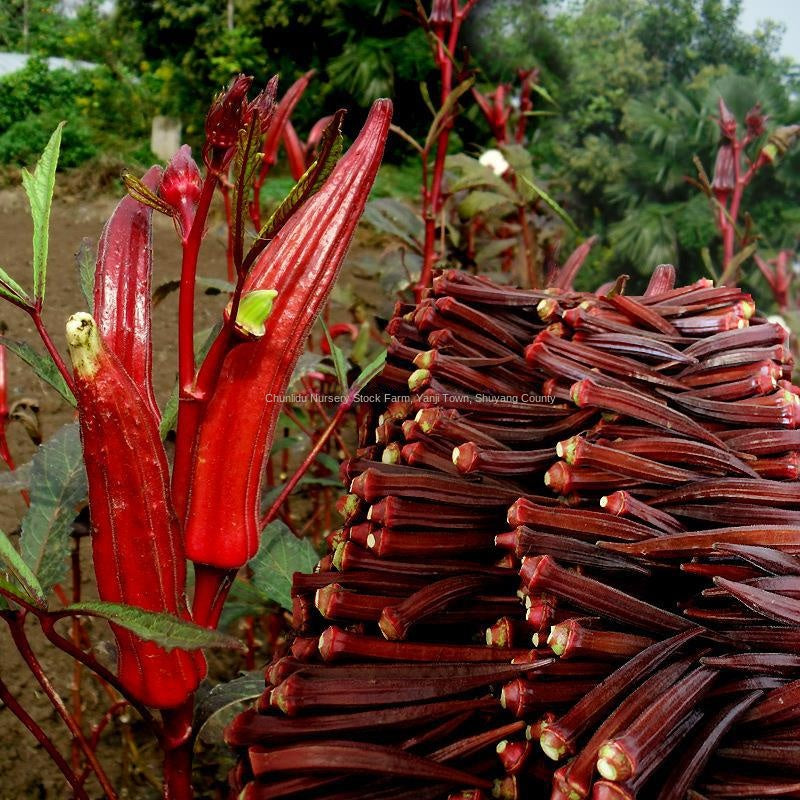 Yellow Okra Seeds Red Okra Seeds Nutritious Vegetable Seeds Balcony Garden All Seasons