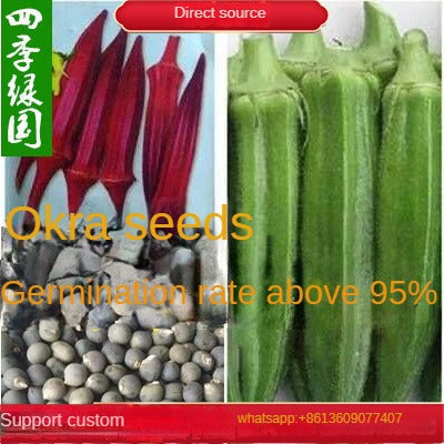 Yellow Okra Seeds Red Okra Seeds Nutritious Vegetable Seeds Balcony Garden All Seasons