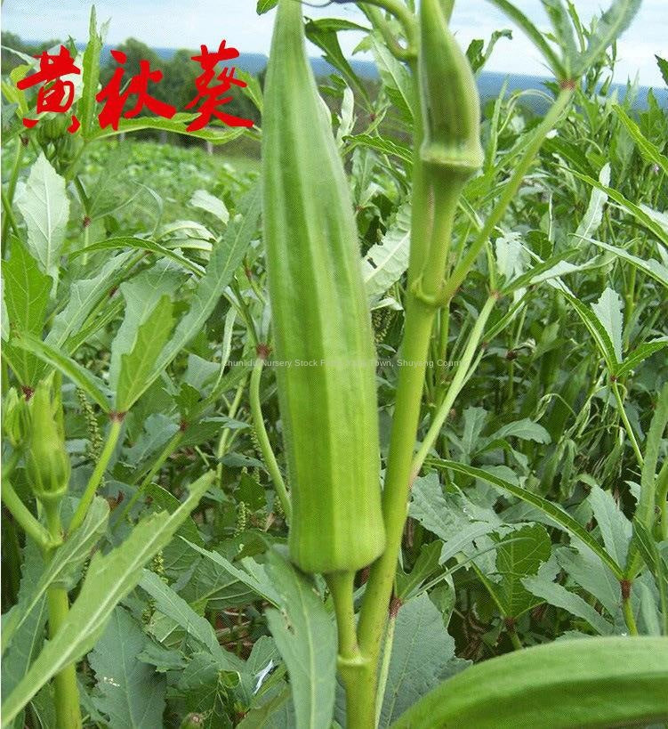 Yellow Okra Seeds Red Okra Seeds Nutritious Vegetable Seeds Balcony Garden All Seasons