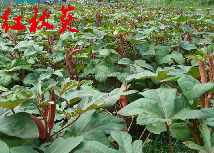 Yellow Okra Seeds Red Okra Seeds Nutritious Vegetable Seeds Balcony Garden All Seasons